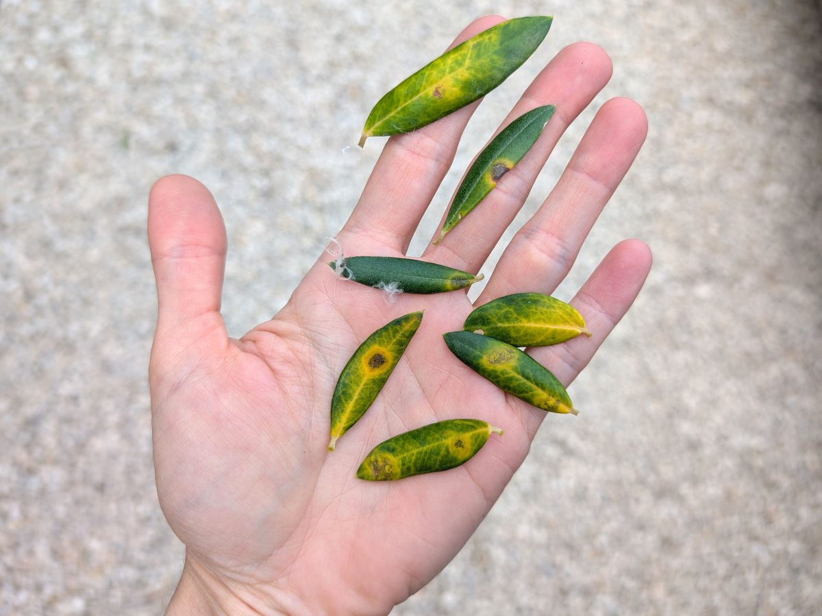 Hand auf der gelbe Bl&auml;tter eines Olivenbaums liegen mit Augebfleckenkrankheit