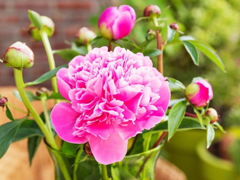 Im Vordergrund ist die Blüte einer geöffneten Pfingstrose in der Vase. Im Hintergrund sind weitere geschlossene Knospen in derselben Vase.