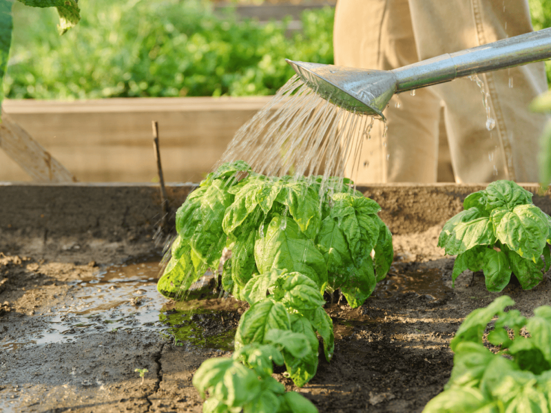 Person gießt Basilikum im Hochbeet.