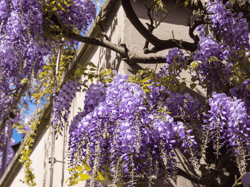 Blauregen an einer Häuserfassade.