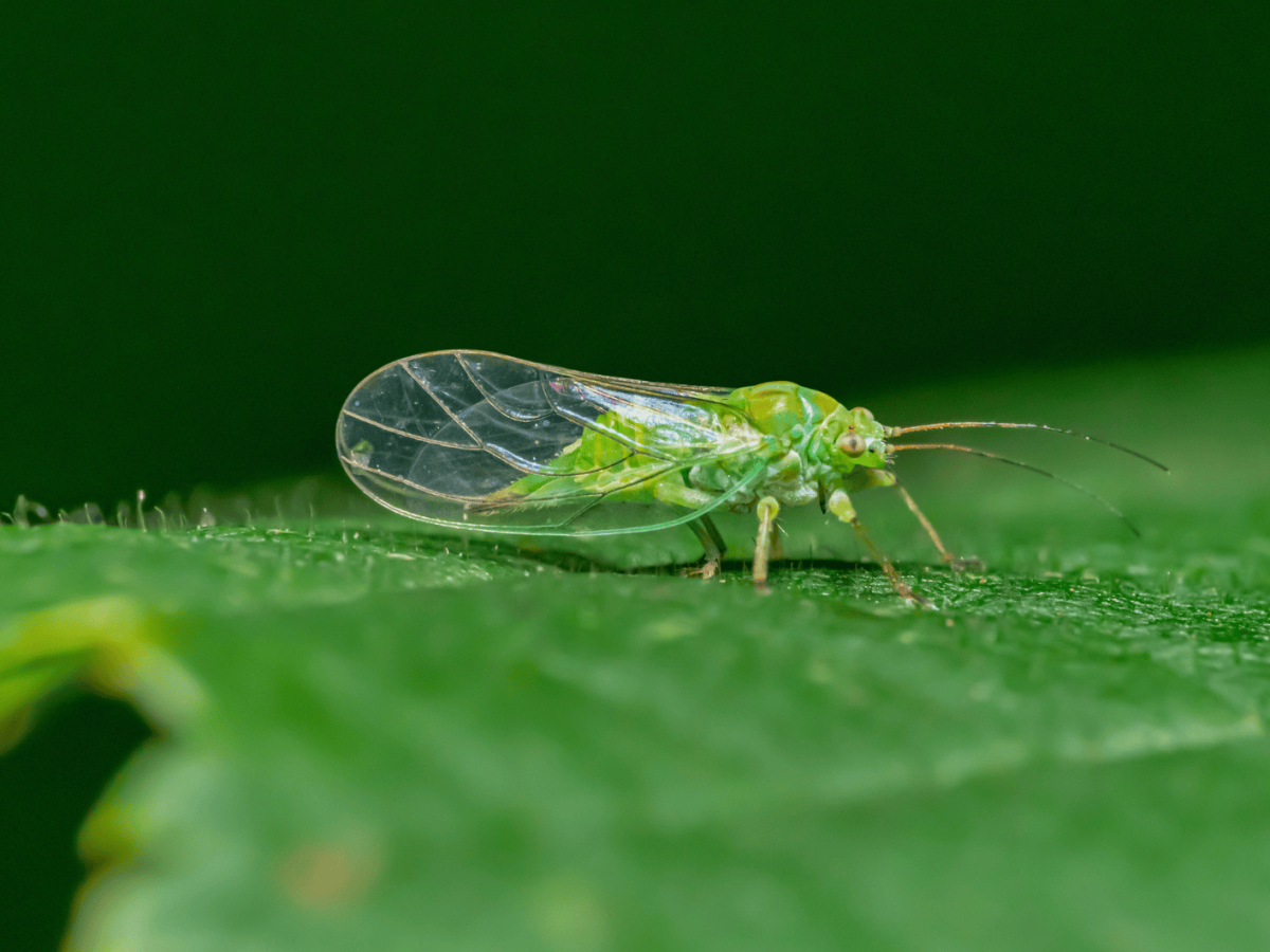 Buchsbaumblattfloh auf einem Blatt.