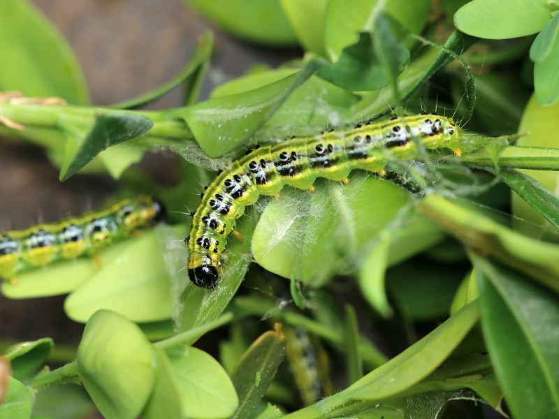 Buchsbaumzünsler sitzt auf Buchsbaum-Blatt