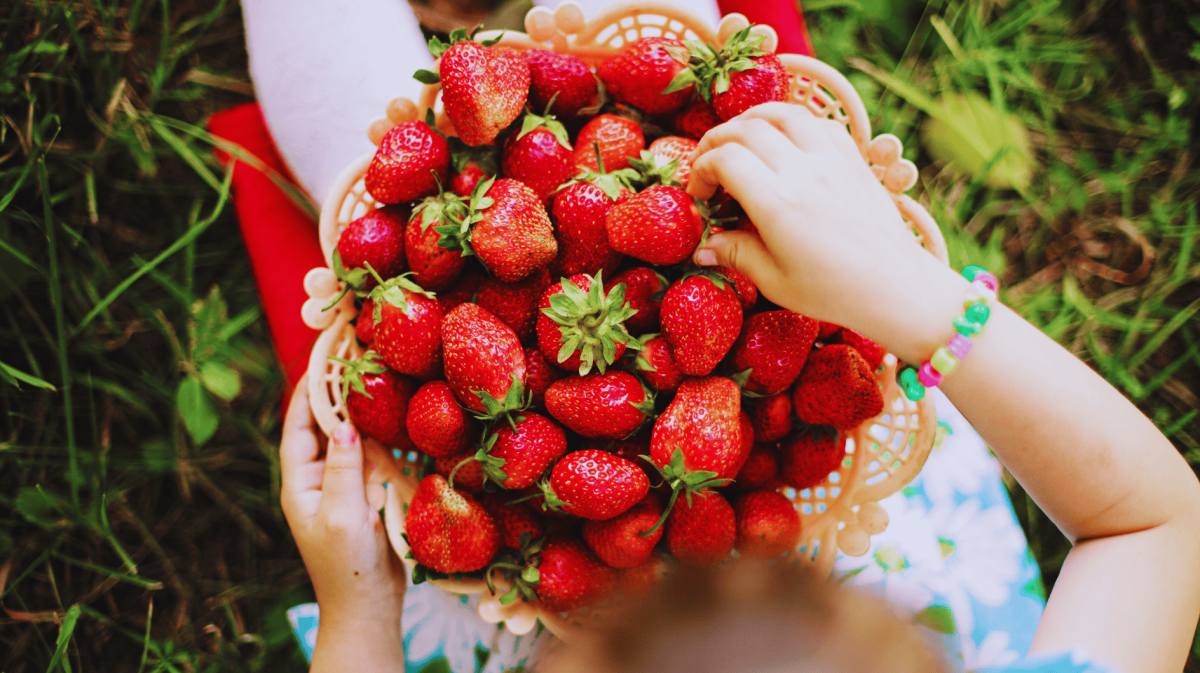 Kind sitzt mit großer Schale Erdbeeren auf dem Schoß in der Wiese