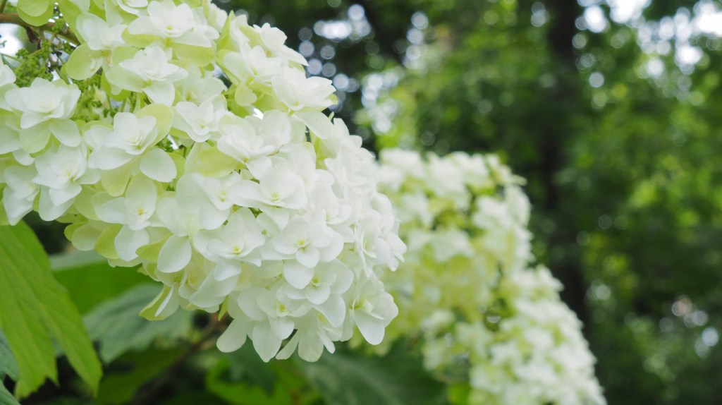 Eichenblatthortensien im Garten