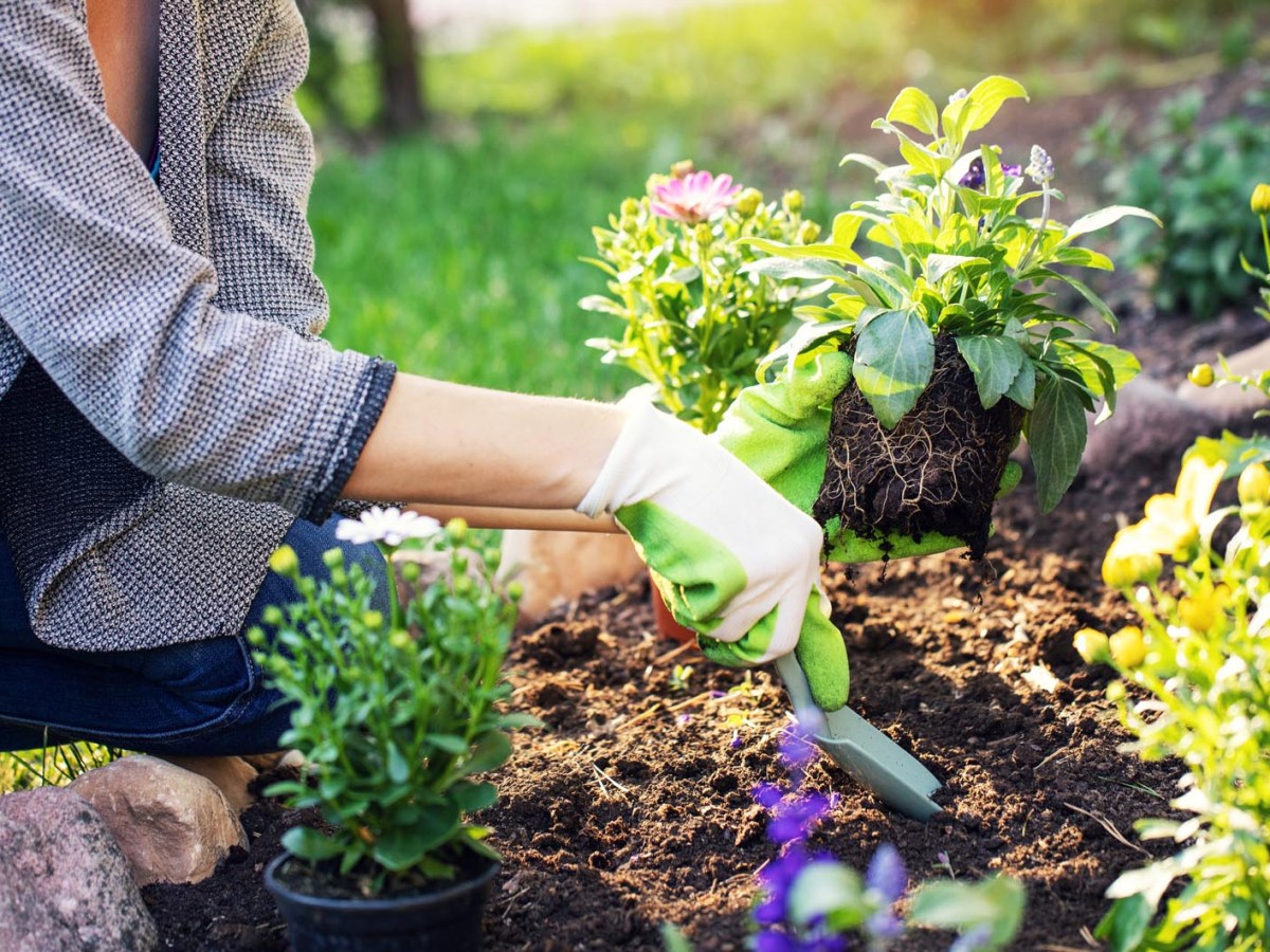 Frau pflanzt sommerliche Blumen in ihrem Garten