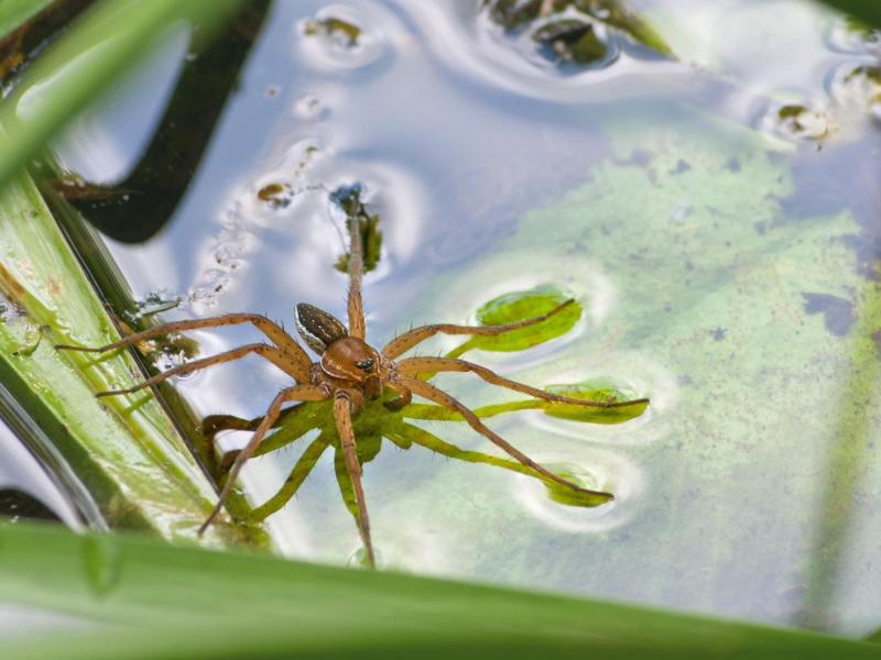 Bild einer großen Gerandeten Wasserspinne auf der Wasseroberfläche zwischen Schilf.