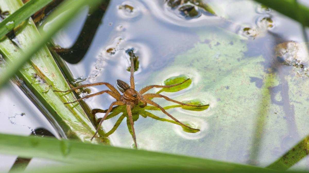 Bild einer großen Gerandeten Wasserspinne auf der Wasseroberfläche zwischen Schilf.