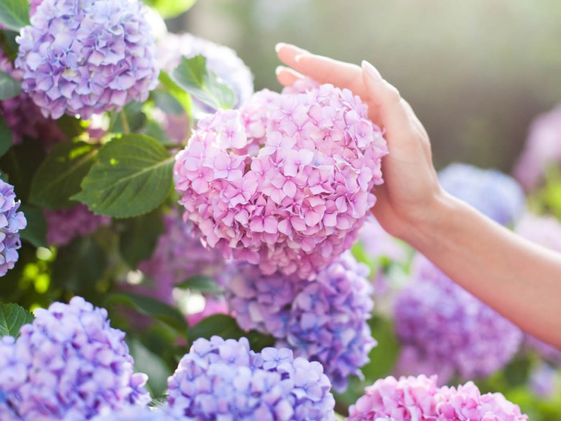 Blaue und rosa Hortensien im Garten