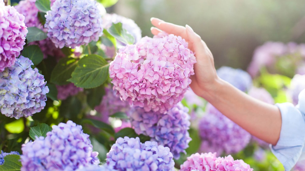 Blaue und rosa Hortensien im Garten