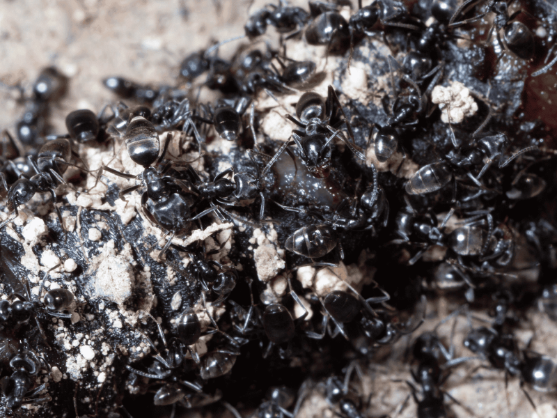 Tapinoma magnum fällt über einen Wurm her.