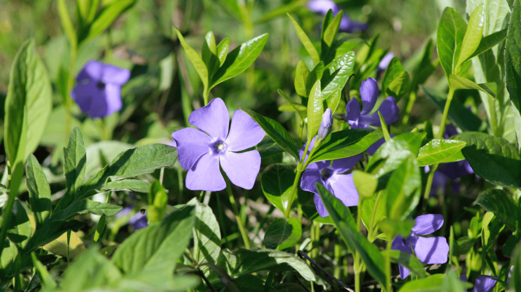Kleines Immergrün mit lila Blüte.