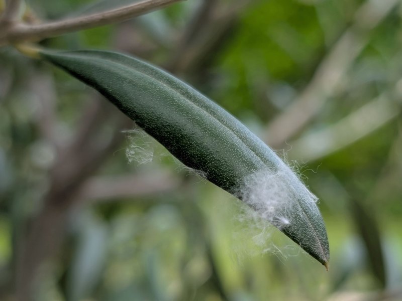 Wollläuse auf Olivenbaum-Blatt