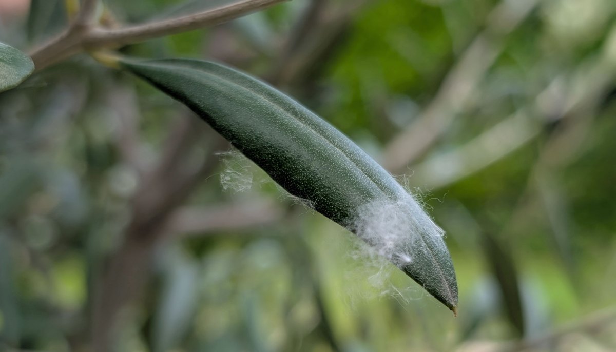 Wollläuse auf Olivenbaum-Blatt