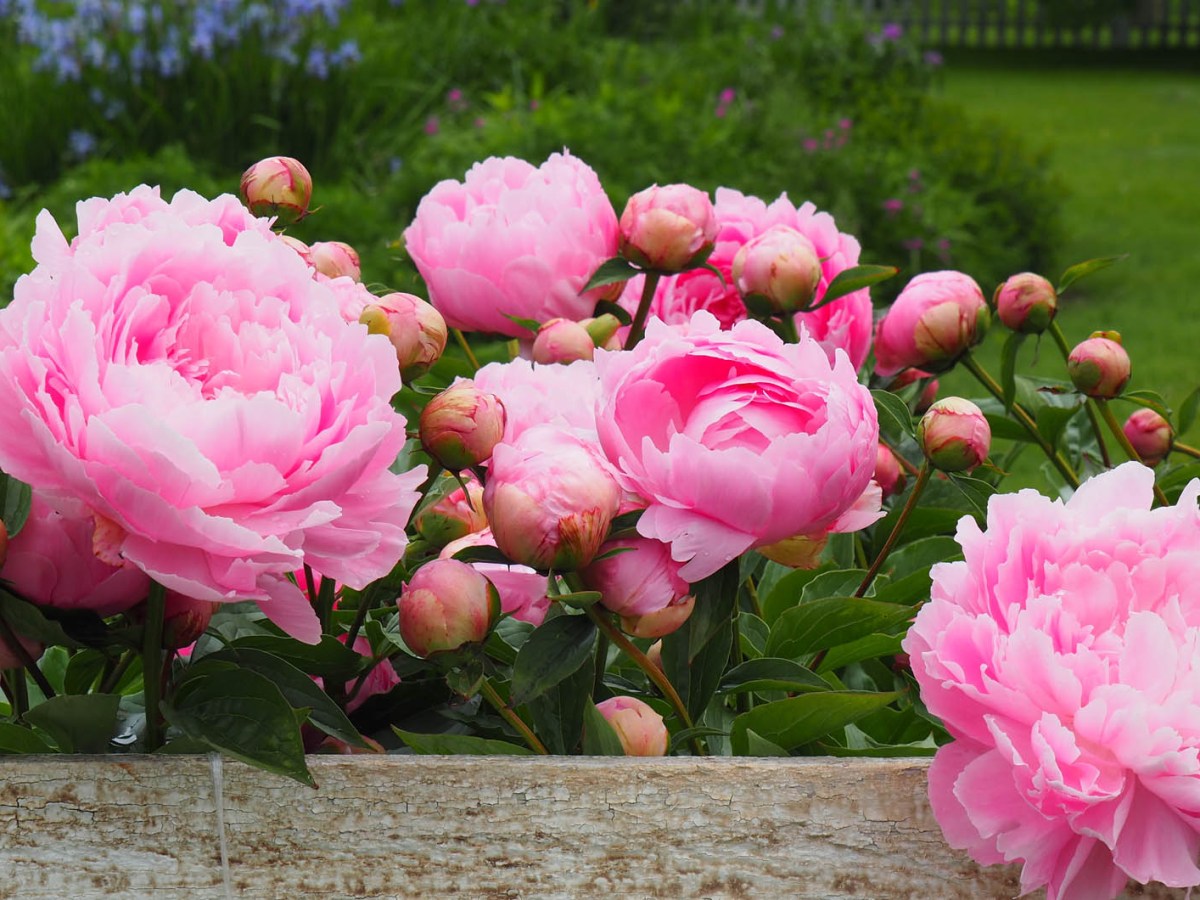 Pinke Pfingstrosen im Garten im Sommer