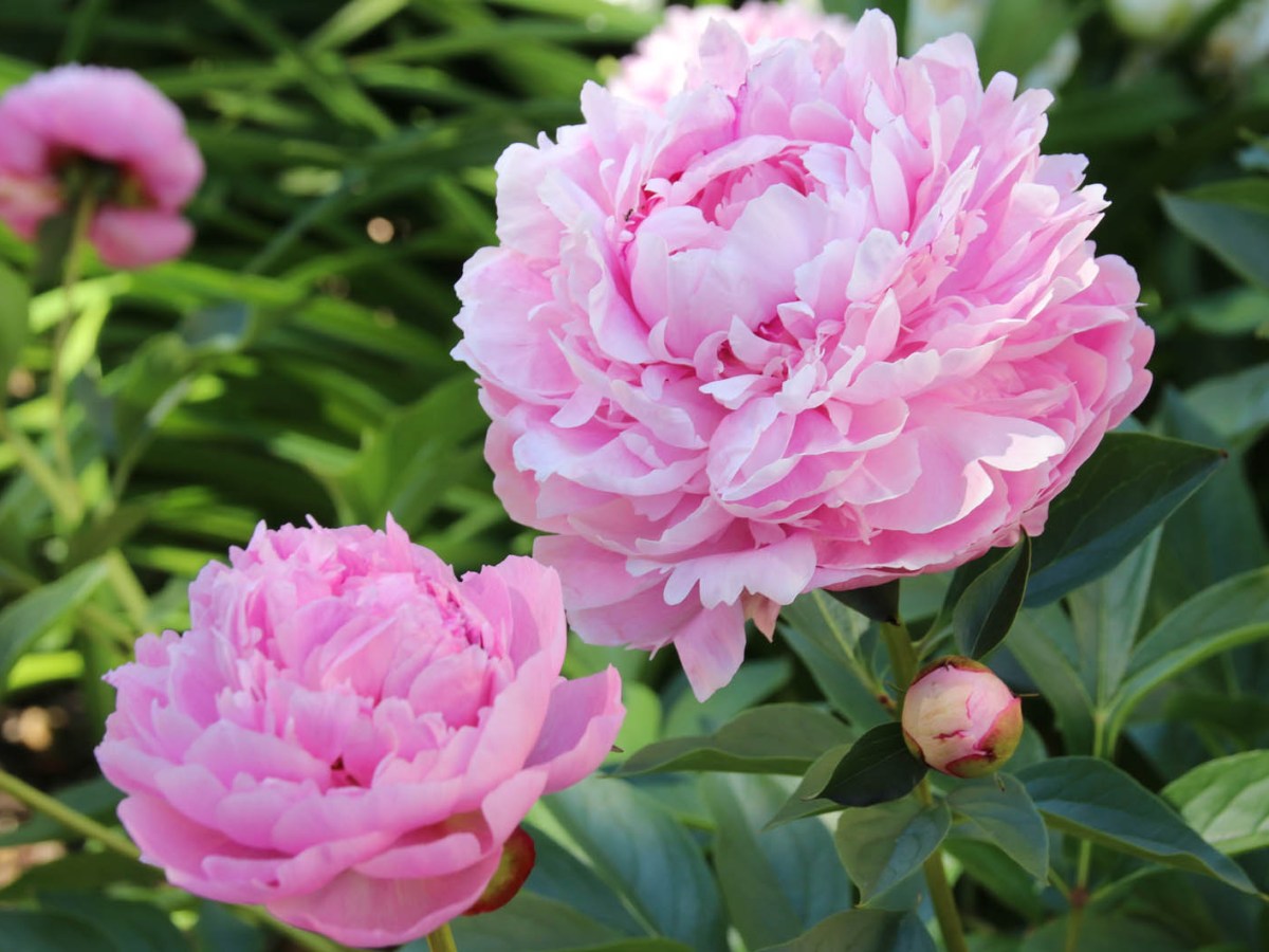 Rosa Pfingstrosen im Garten, die &uuml;ppig bl&uuml;hen.
