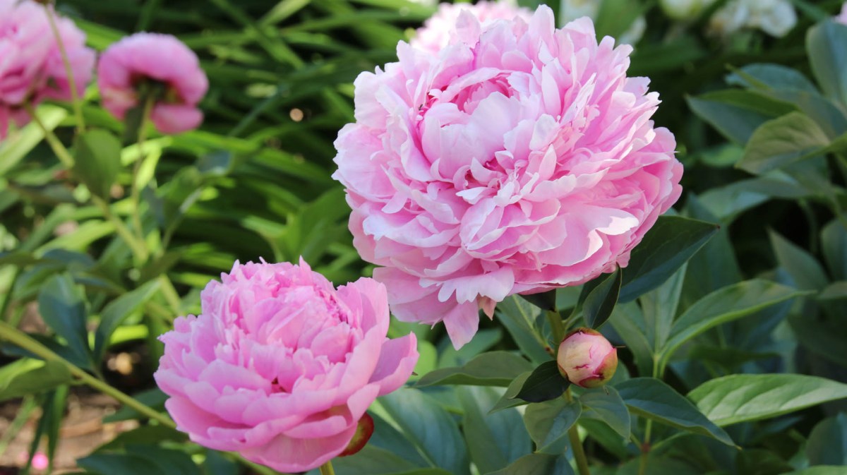 Rosa Pfingstrosen im Garten, die üppig blühen.