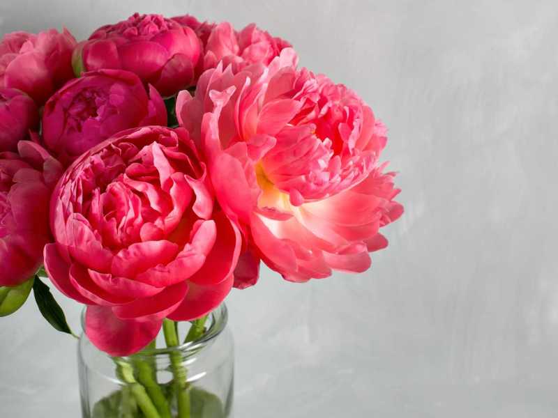 Korallen-Pfingstrosen in der Vase