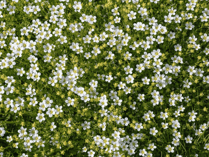 Sternmoos (Sagina subulata)