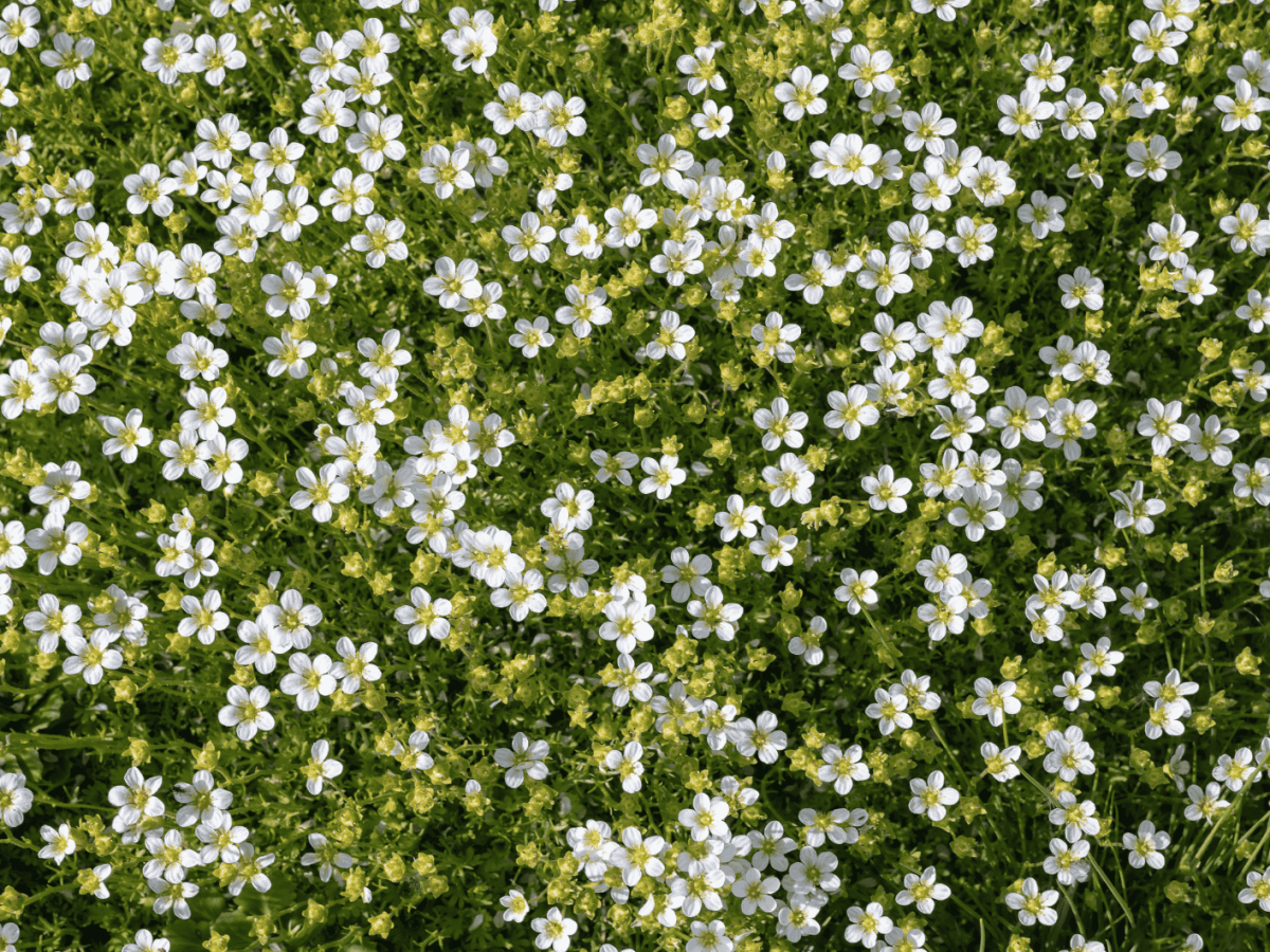 Sternmoos (Sagina subulata)