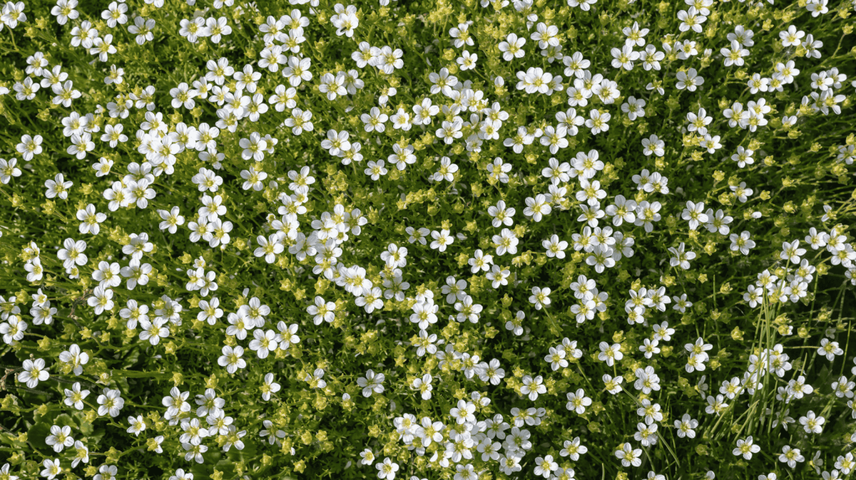 Sternmoos (Sagina subulata)