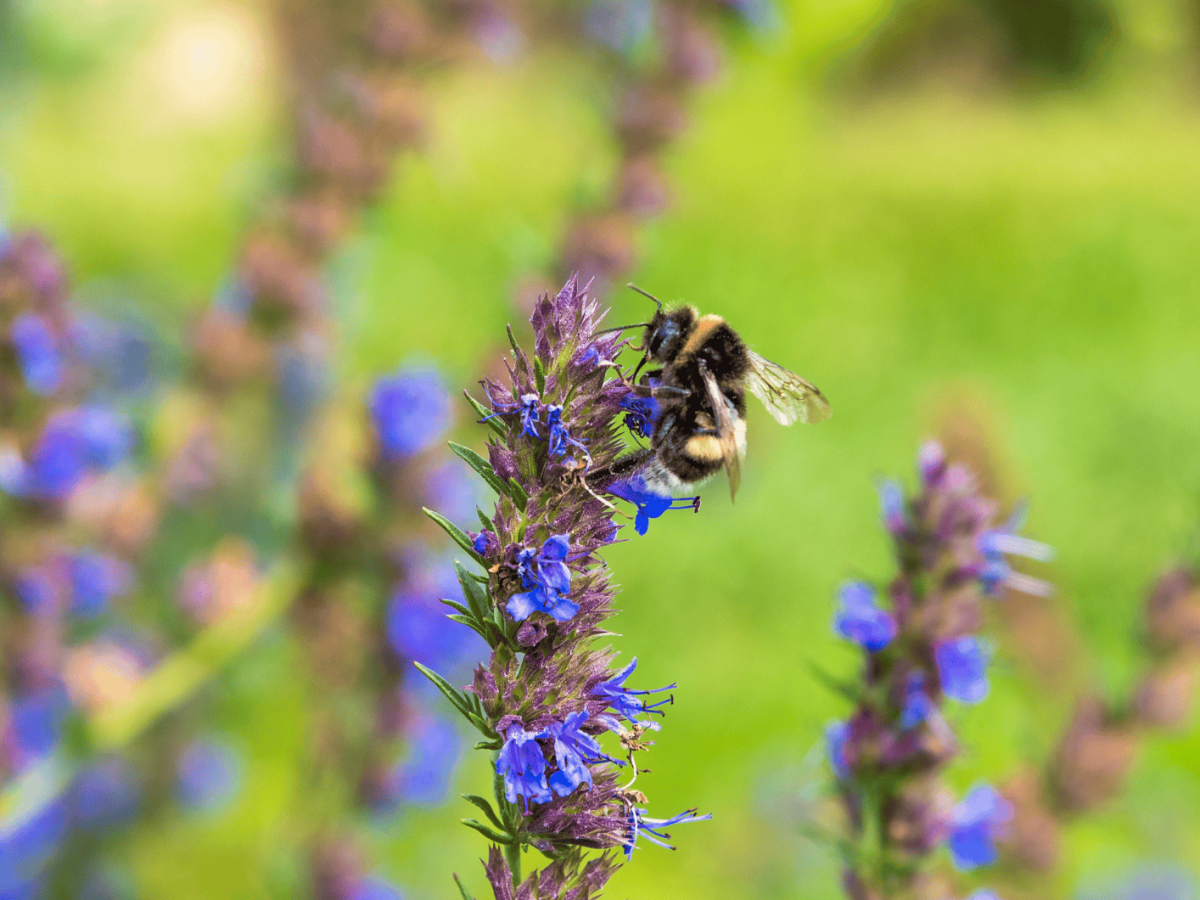 Nahaufnahme einer blauen Ysop, auf der eine Biene sitzt.