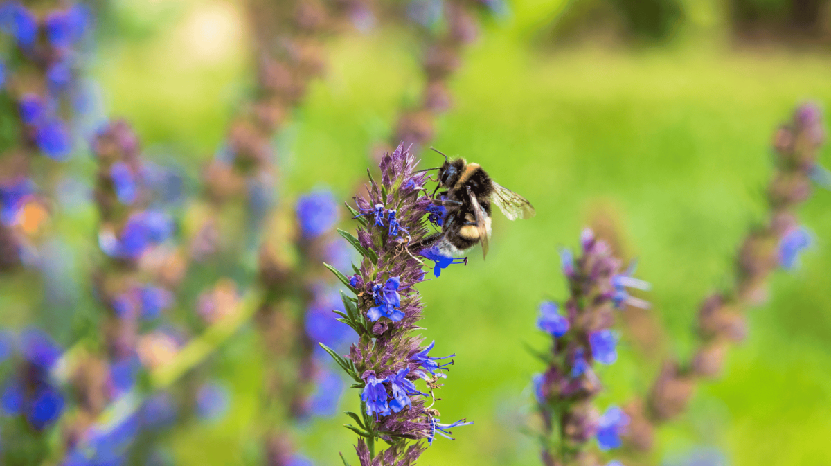 Nahaufnahme einer blauen Ysop, auf der eine Biene sitzt.