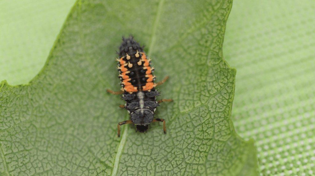 Eine Marienkäferlarve krabbelt über ein grünes Blatt.