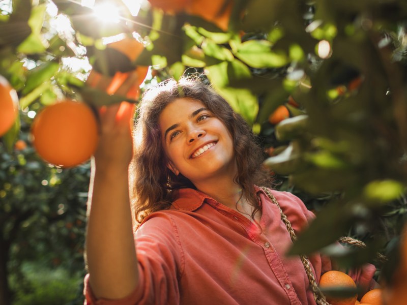 Frau, die in der Sonne Orangen vom Baum pflückt.
