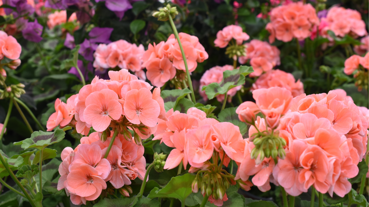 Geranien in Nahaufnahme im Garten.