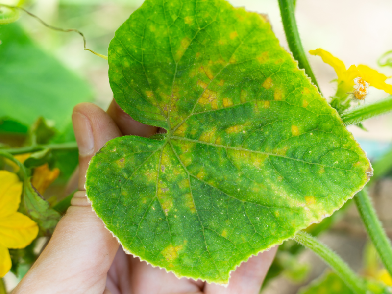 Nahaufnahme einer Gurkenpflanze mit gelben Blättern.