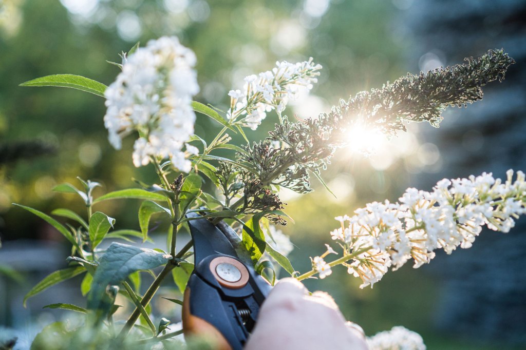 Schmetterlingsflieder in weiß, der mit Schere geschnitten wird