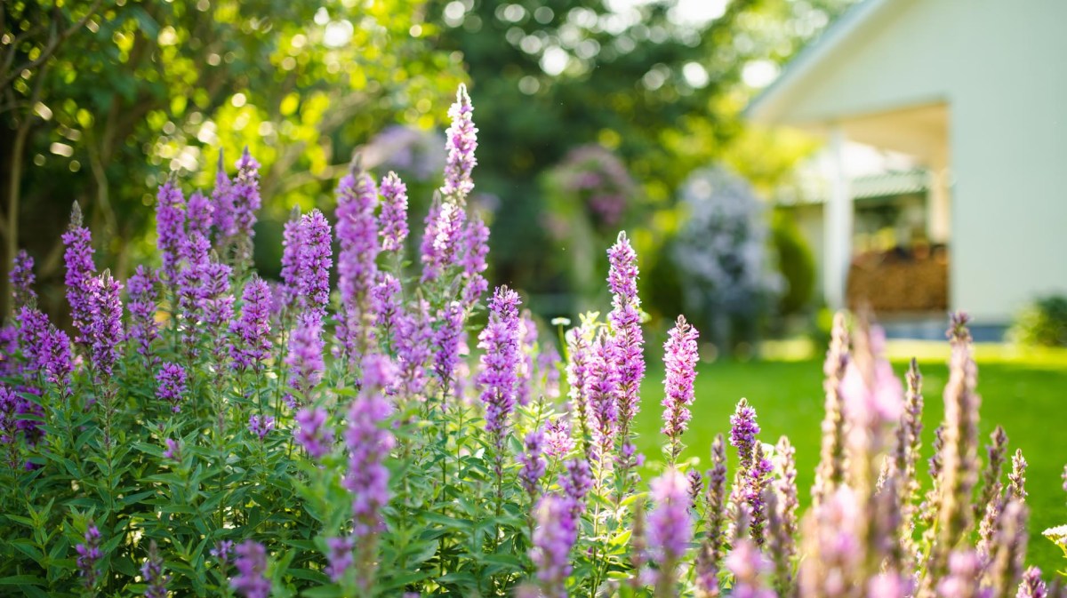 Blutweiderich im Garten
