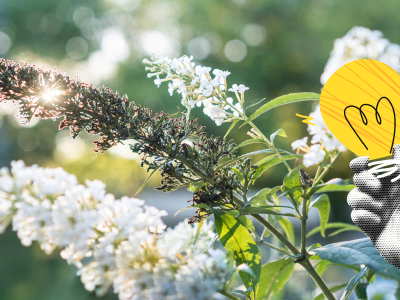 Weiße Buddleja mit verblühter Rispe