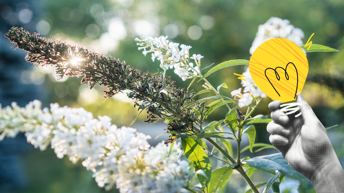 Weiße Buddleja mit verblühter Rispe