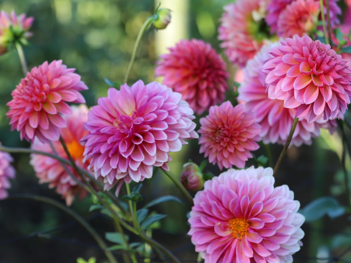 Pinke Dahlien im Garten