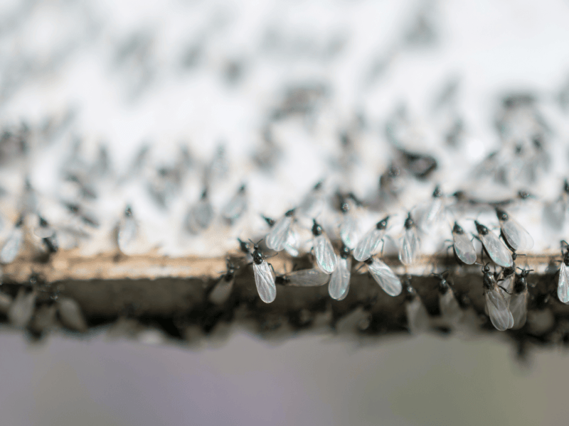 Ein Schwarm von fliegenden Ameisen sammeln sich auf weißem Hintergrund.