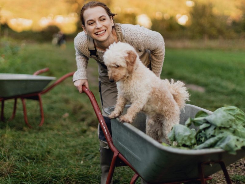 Frau im Garten, die ihren Hund in einer Schubkarre schiebt