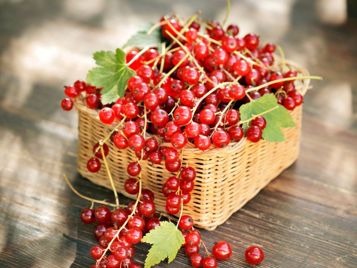 Rote Johannisbeeren in geflochtenem Korb