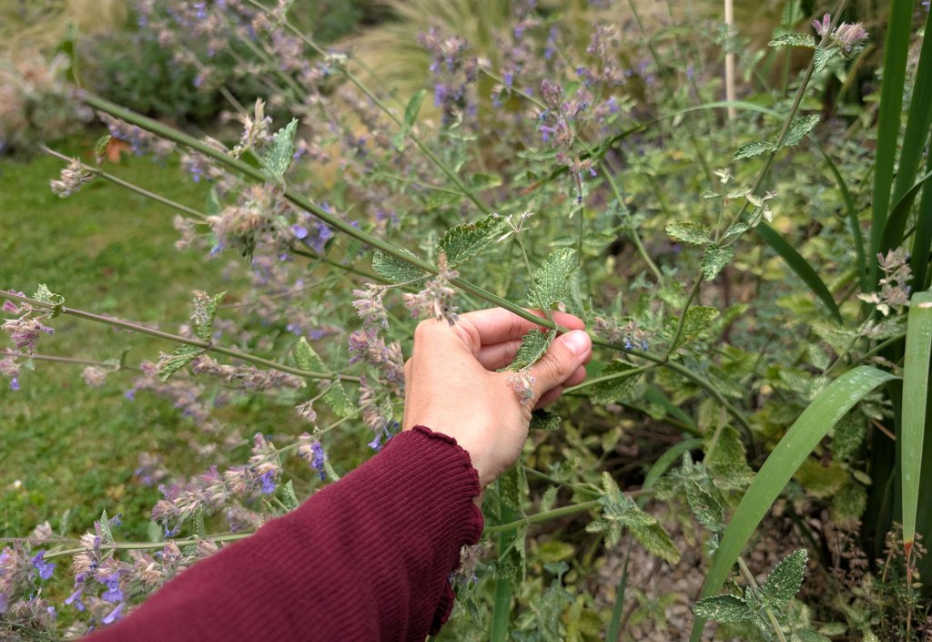 Hand an Trieb von Katzeminze