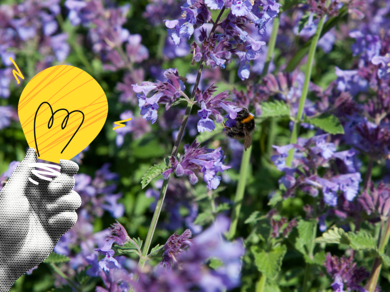 Katzenminze mit gelber Glühbirne als Symbol für den Trick