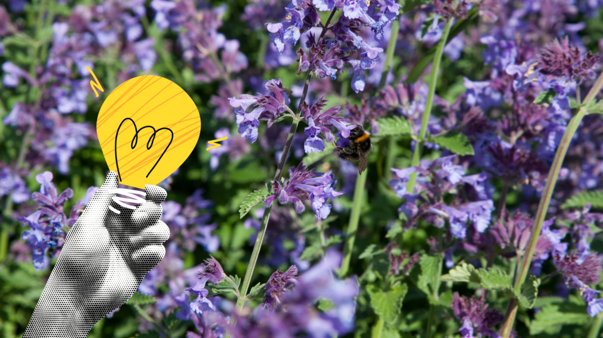 Katzenminze mit gelber Glühbirne als Symbol für den Trick