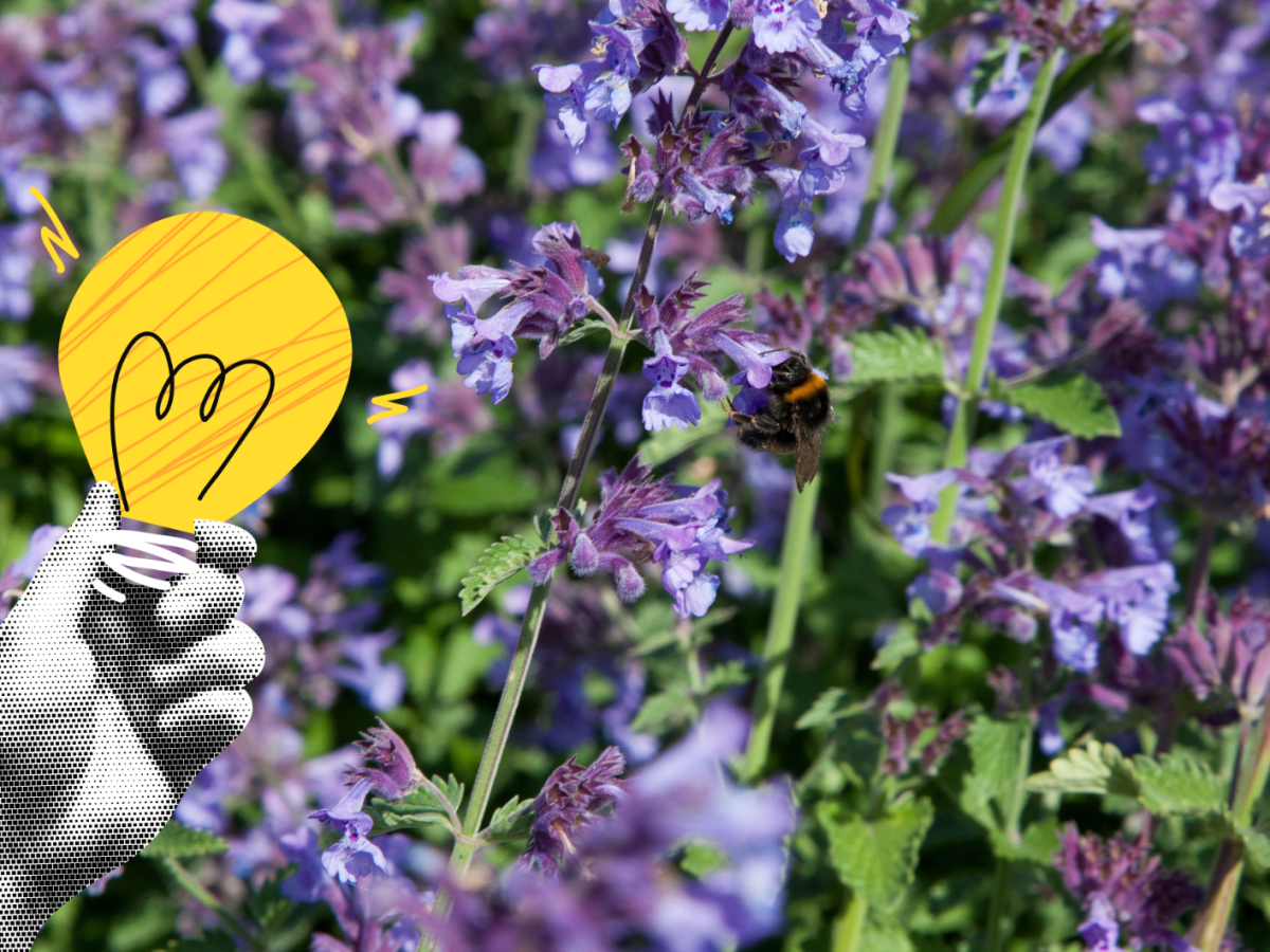 Katzenminze mit gelber Glühbirne als Symbol für den Trick