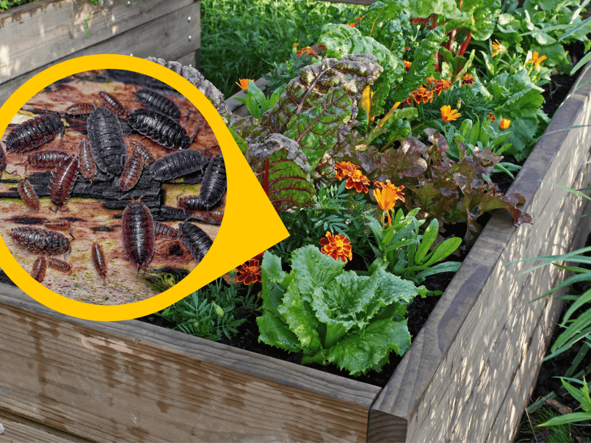 Hochbeet mit einem Hinweis auf Kellerasseln.