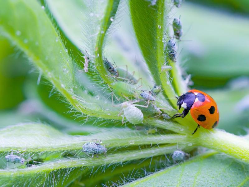 Ein Marienkäfer frisst die Blattläuse auf Pflanzen.