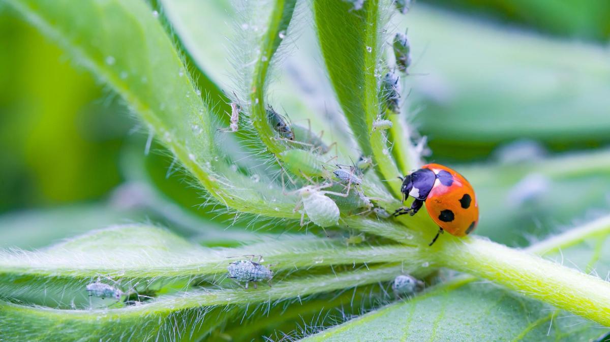 Ein Marienkäfer frisst die Blattläuse auf Pflanzen.