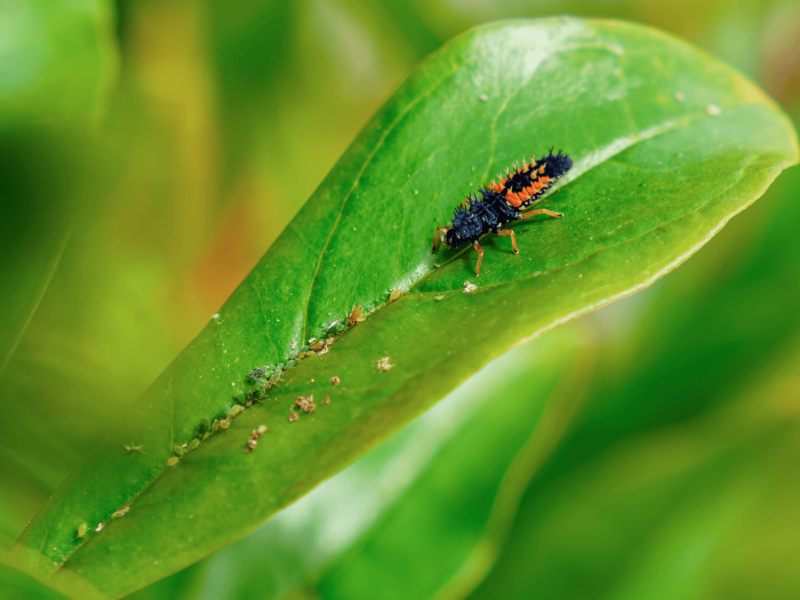 Eine Marienkäferlarve isst Blattläuse auf einem grünen Blatt.