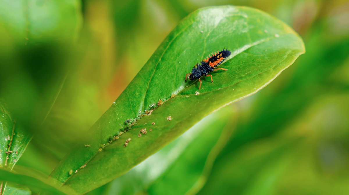 Eine Marienkäferlarve isst Blattläuse auf einem grünen Blatt.