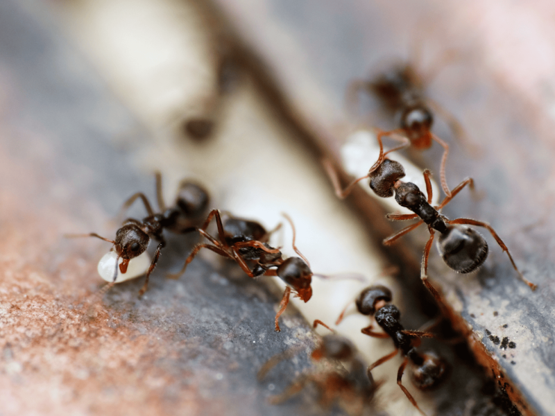 Nahaufnahme von schwarzen Ameisen im Garten.