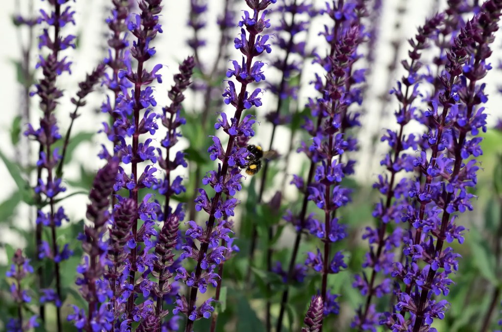 Steppensalbei in Violett