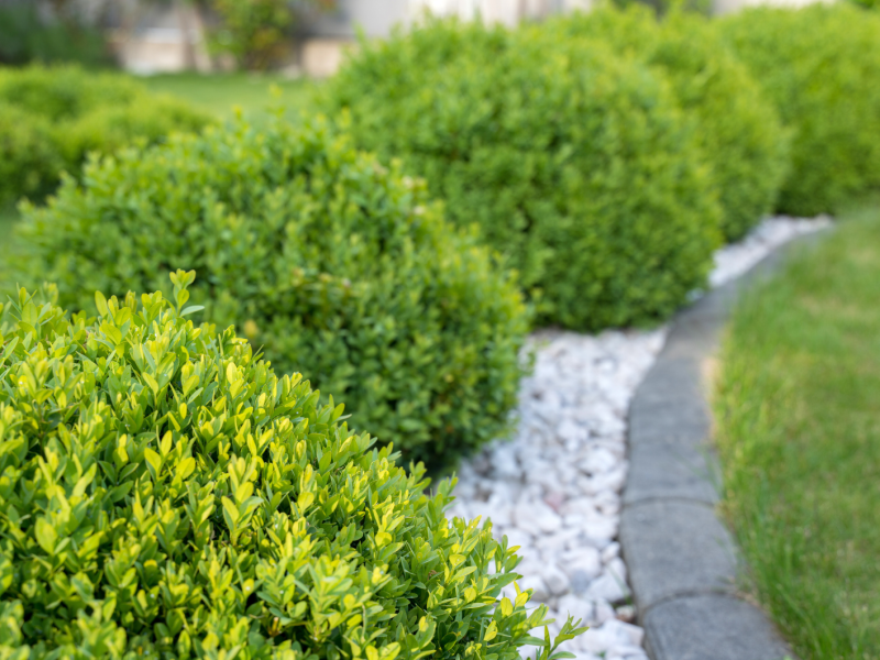 Buchsbäume im Garten.